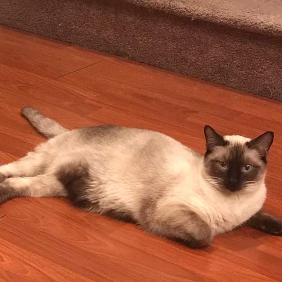 Meet your Posher, Octavia - Picture 1 of 1